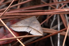 Argyrostrotis flavistriaria