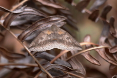 Argyrostrotis flavistriaria