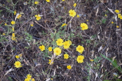 Layia gaillardioides