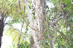 Dryobates maculifrons