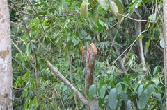 Dryobates maculifrons