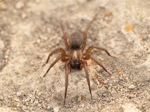 Pireneitega spinivulva