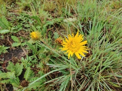 Berkheya radula