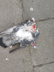 Columba livia domestica