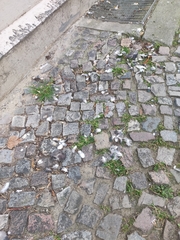 Columba livia domestica