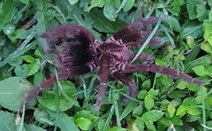 Pamphobeteus