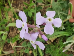 Matthiola lunata