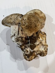 Lyophyllum shimeji