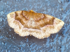 Metarranthis hypochraria