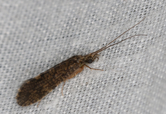 Tasimiidae