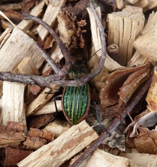 Carabus nitens
