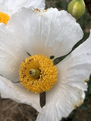 Romneya coulteri