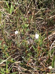 Mecardonia acuminata