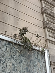 Kalanchoe × houghtonii