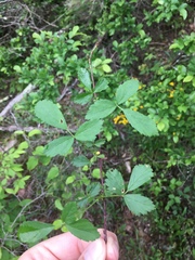 Rubus steelei