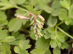 Corydalis gamosepala