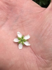 Rubus steelei