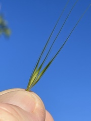 Hordeum murinum glaucum