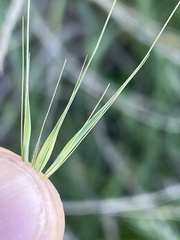 Hordeum murinum glaucum