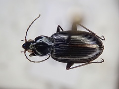 Agonum placidum