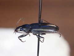 Agonum placidum