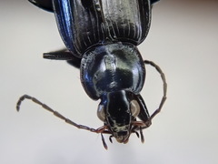 Agonum placidum