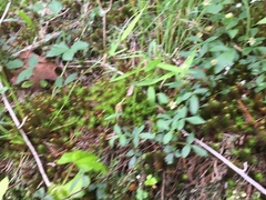 Rubus steelei