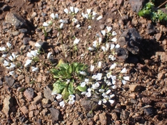 Draba praecox