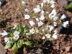 Draba praecox