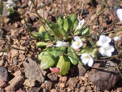 Draba praecox