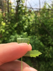 Rubus steelei