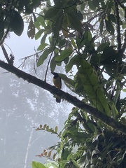 Cyanocorax yncas yncas