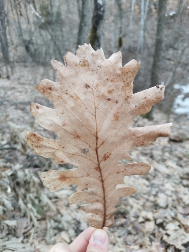 Image of Quercus frainetto by (c) Ljaž, some rights reserved (CC BY)