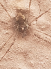 Dasylobus graniferus