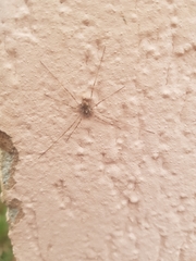 Dasylobus graniferus