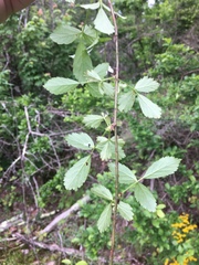 Rubus steelei