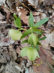 Helleborus odorus