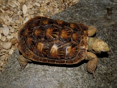 Malacochersus tornieri