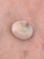 Semele