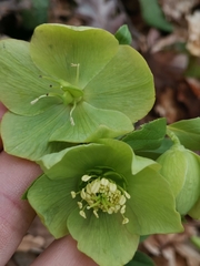 Helleborus odorus