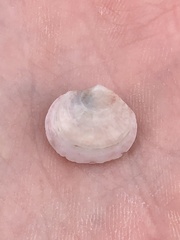Semele