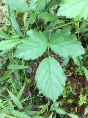 Rubus steelei