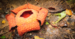 Rafflesia tuan-mudae