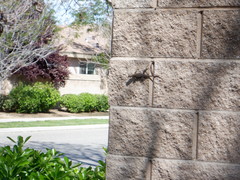 Sceloporus occidentalis