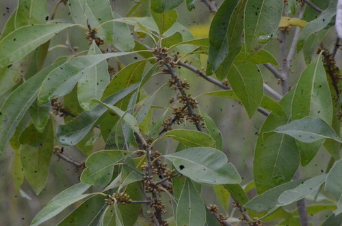 Sideroxylon salicifolium image