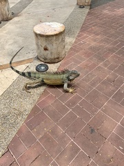 Iguana iguana