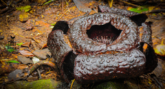 Rafflesia tuan-mudae