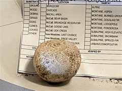 Lycoperdon subcretaceum