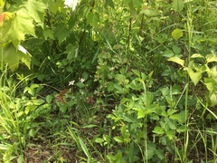 Rubus steelei