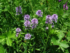 Polygala caucasica